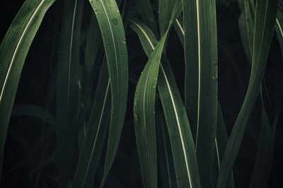 绿叶植物